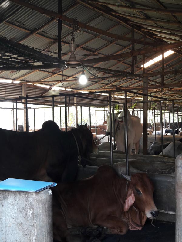 Gokul Dairy Firm