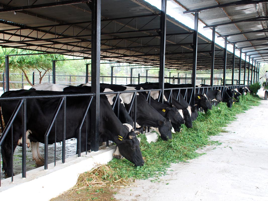 Gokul Dairy Firm