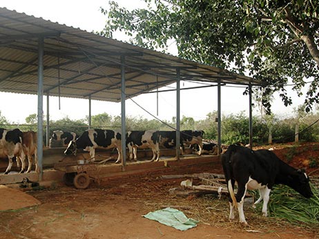 Gokul Dairy Firm